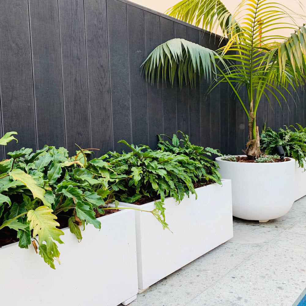 Chatswood-Natural-White-Dulux-Stonelite-Commercial-Pots-Featured-IMage